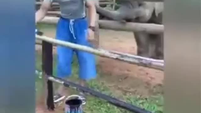 Elephants are so cool