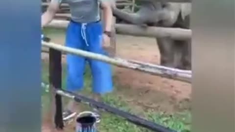 Elephants are so cool