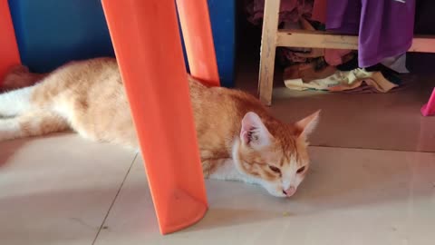 Cute and Funny Cat Dog