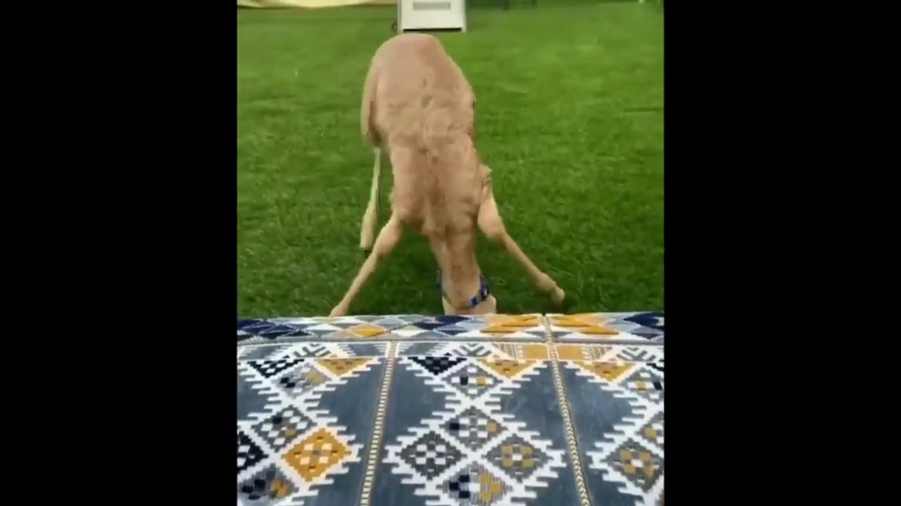 Best Funny Animal Videos of the year 2024