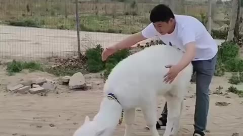 Man's love for camel calf