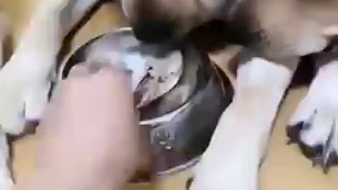 Fanny dogs Beautiful video for eating fanny.