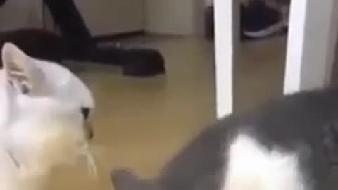 Two funny cat nice fighting