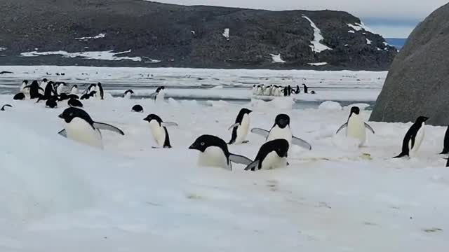 The chicks, excitedly spreading their wings, prepare to enter the sea