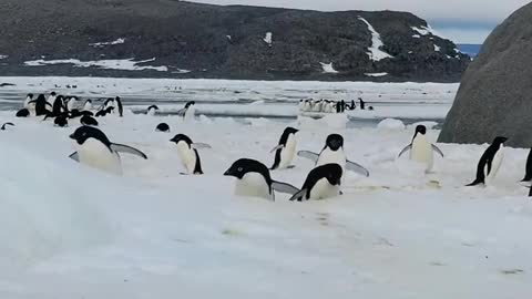 The chicks, excitedly spreading their wings, prepare to enter the sea