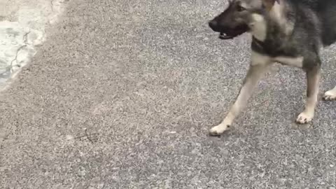 2 lovely dogs when meeting strangers