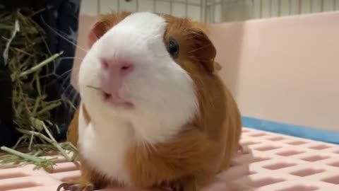 Foodie guinea pig