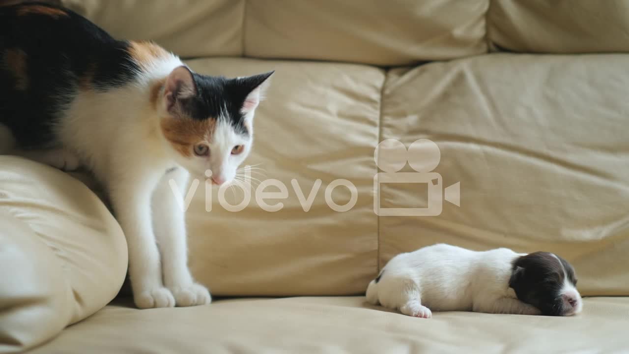 Cat Plays With A Newborn Puppy Cat plays with a newborn puppy