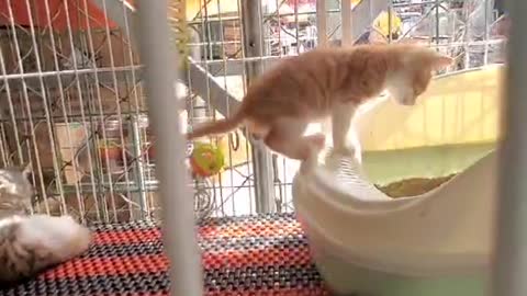 Very cute kittens and animals
