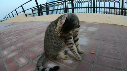 ED SHEERAN & MICHAEL JACKSON - Homeless cats in Ras Al Khaimah, UAE #cat #EdSheeran #MichaelJackson