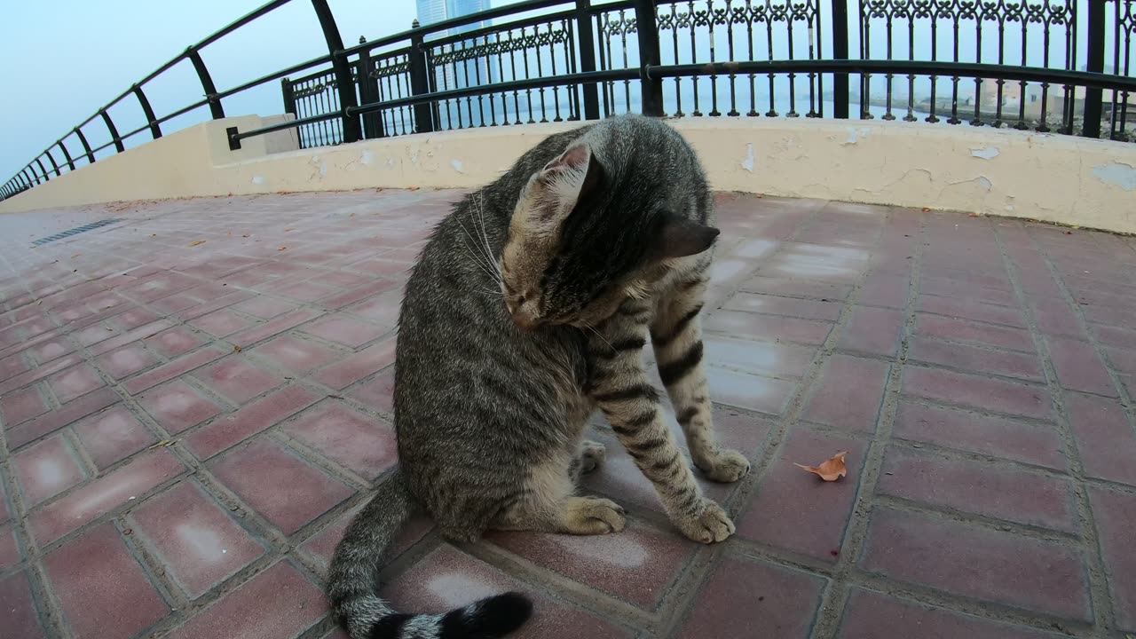 ED SHEERAN & MICHAEL JACKSON - Homeless cats in Ras Al Khaimah, UAE #cat #EdSheeran #MichaelJackson