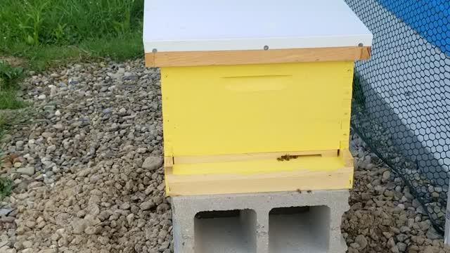 My New Bee Hive