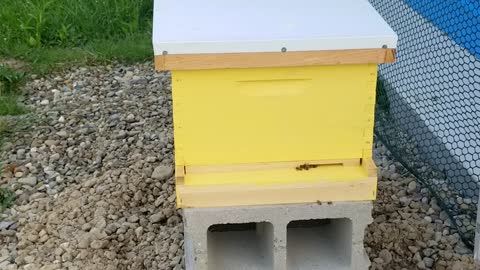 My New Bee Hive