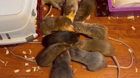 Pet Rats Wrestle Over Baguette