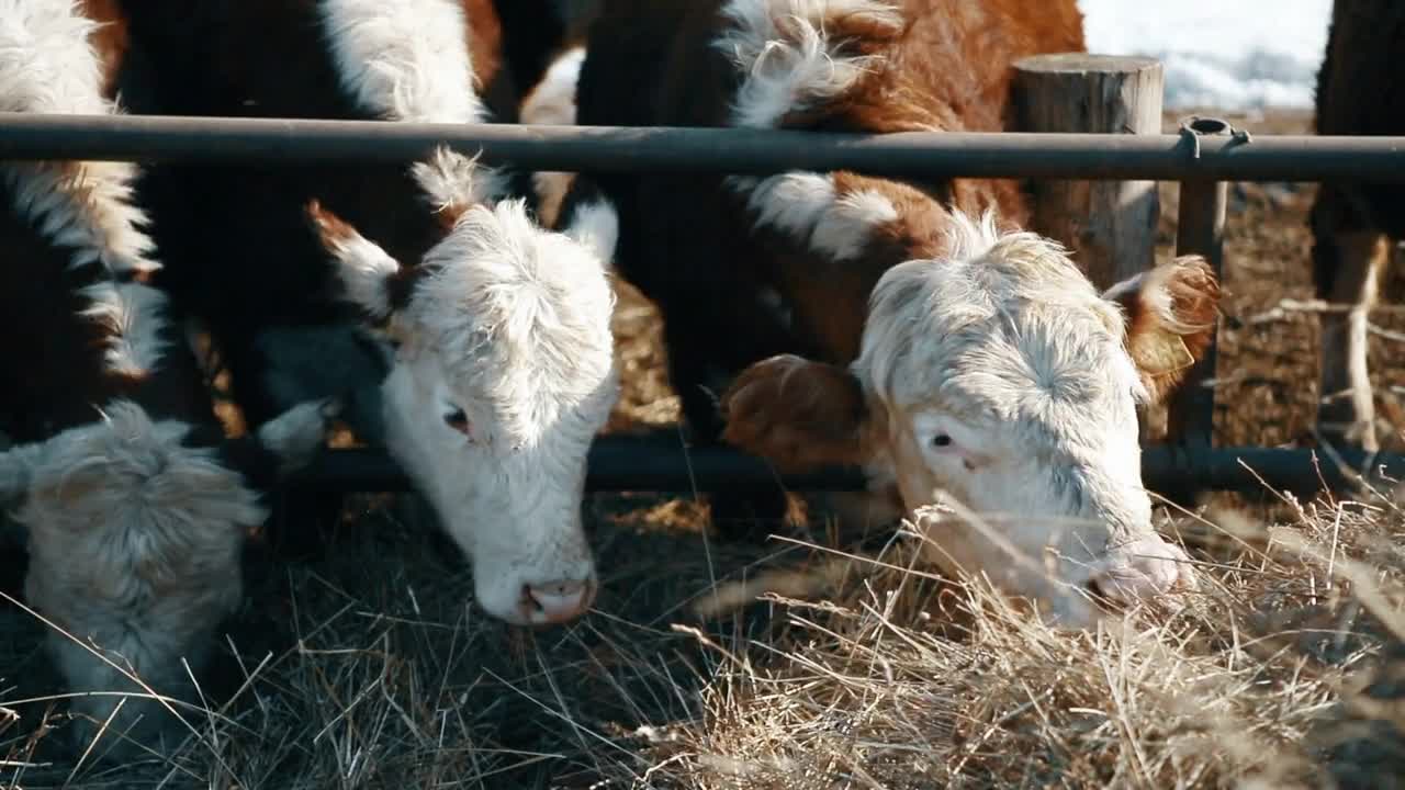 Cows are butting for food in winter