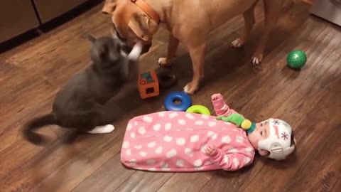 Cute Cat playing with a Dog & a Cute new born....!!!!!
