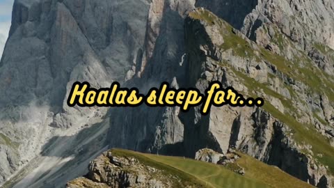 Animal Facts Koala Sleep Habits #shorts