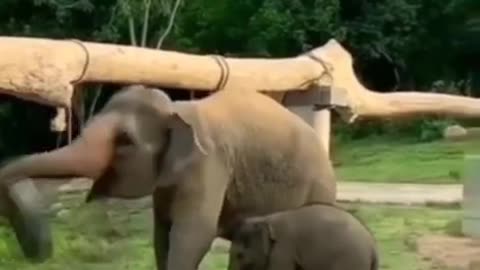Funny And Cute Animals Short #147