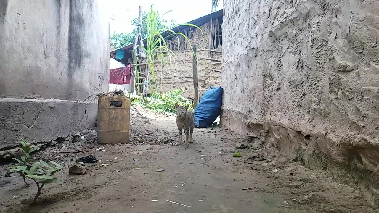 my cat walked in slow motion