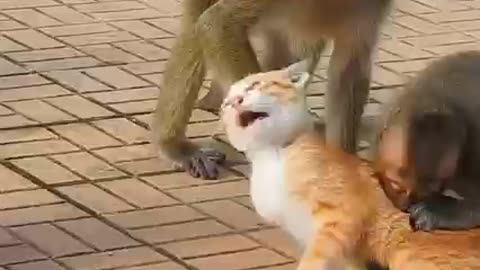 Monkey & Cats