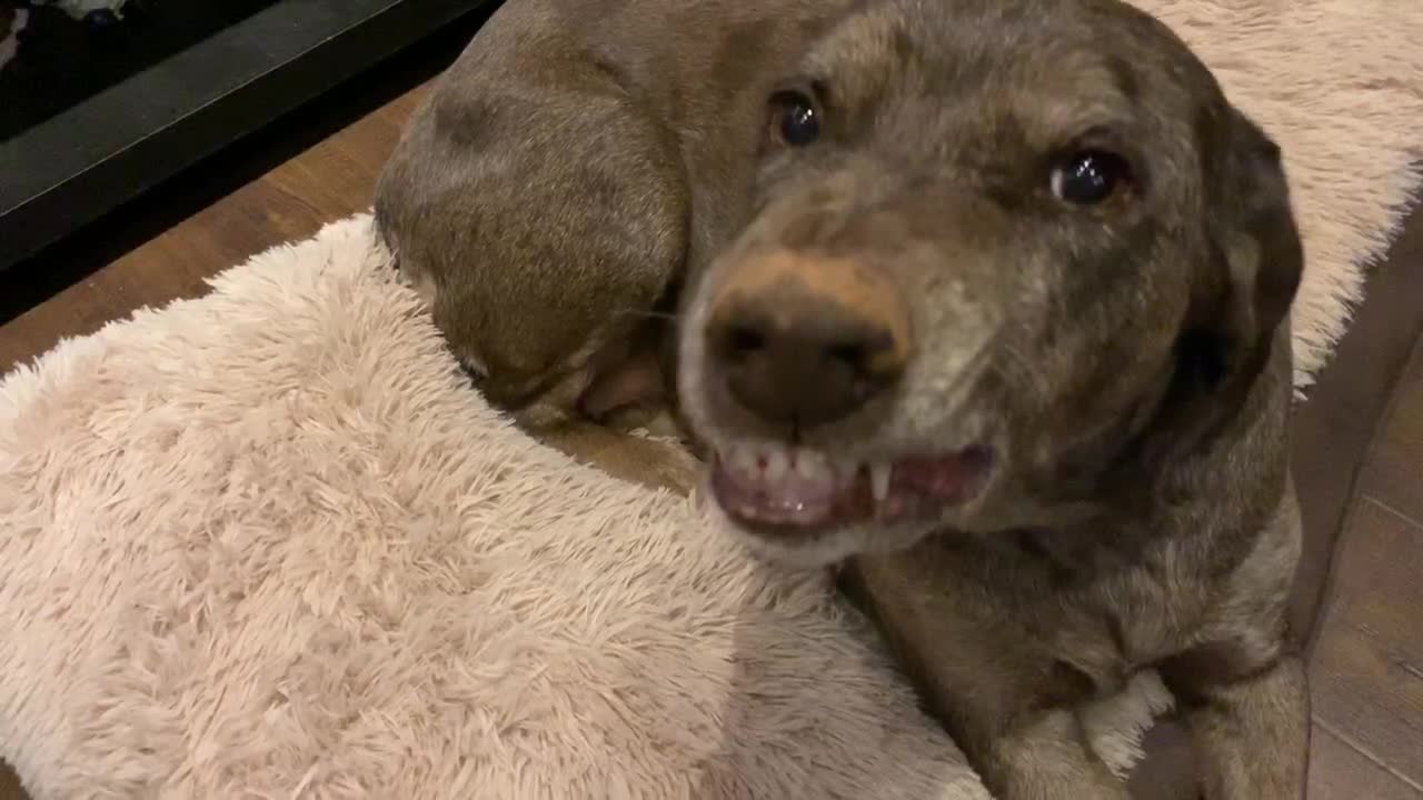 Guilty dog tries to talk her way out of getting in trouble