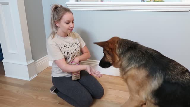 Dog tricks