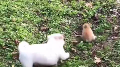 Dog and rabbit fight