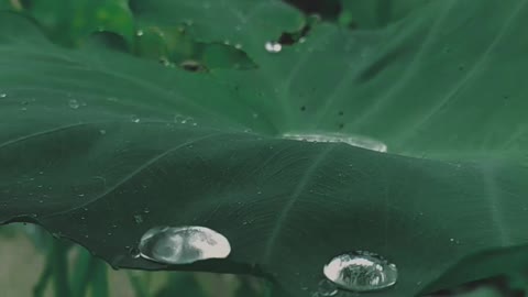 Raindrops Falling on the Green Leaves