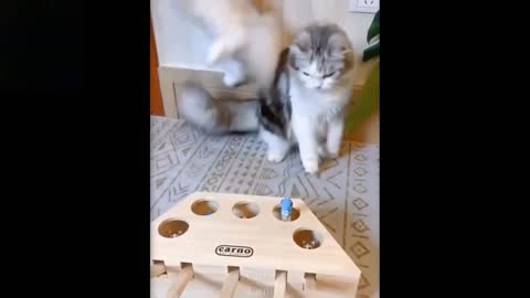 Cute And Funny cats Try Not To Laugh 1