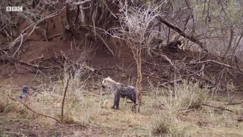 Young Hyena Breaks Camera | Waterhole: Africa's Animal Oasis | BBC Earth