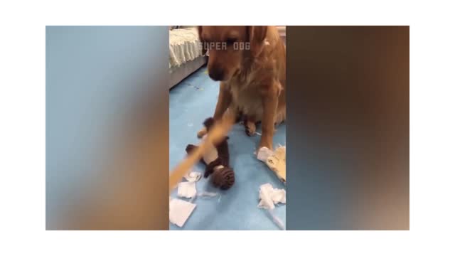 🤣Funny Dog Videos🐶 It's time to LAUGH with Dog's life.