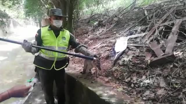 Video: zorro que estaba atrapado en una quebrada de Girón fue rescatado por la Policía