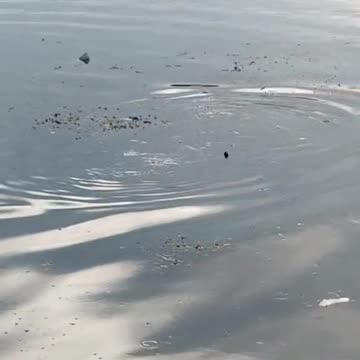 a beaver is eating fish in the lake