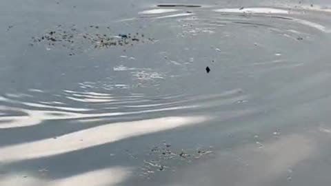 a beaver is eating fish in the lake