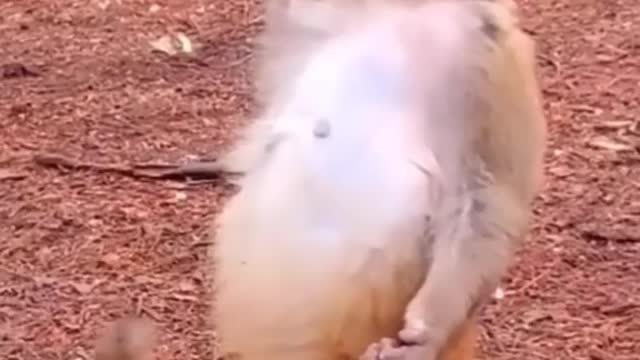 Monkey salut funny videos