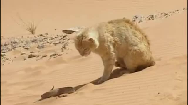 Sand Cat vs. desert snake