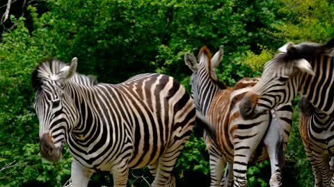 Zebra - Africa's Wild Wonders