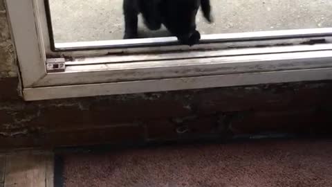 Two small black dogs jump through open door that is a little high