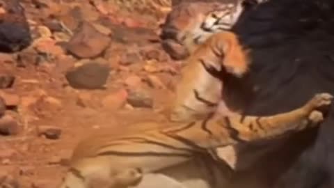 Just witnessed a wild brawl between a tiger and a bear in the dirt! |wildlife |nature