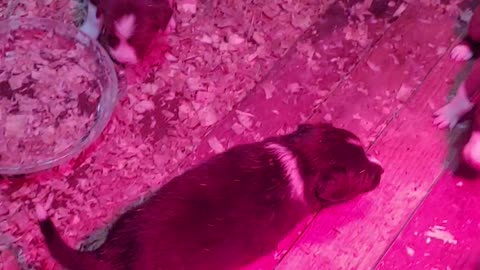 TERRA BYTE's puppies