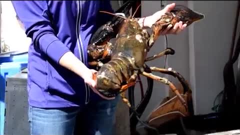 That's a Really Big Lobster