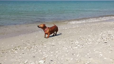 Dachshund Dog on the Beach After Swimming. Slow Motion