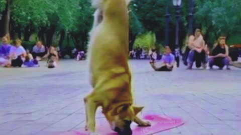 Exercising Dog