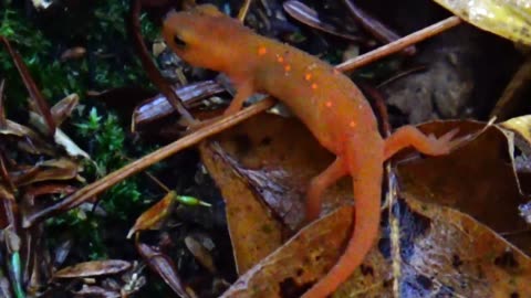 Eastern Newt