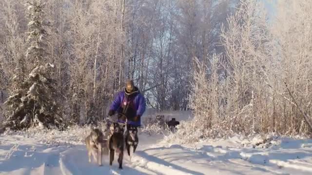 Go Dog Sledding In Alaska with Alaska Mushing School