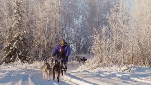 Go Dog Sledding In Alaska with Alaska Mushing School