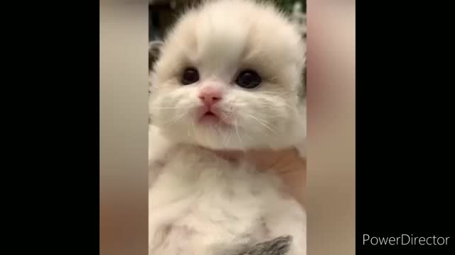 Funniest cats video 2022 #24