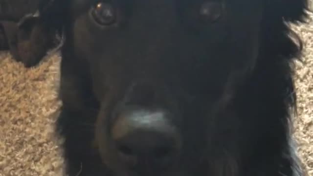 Boomerang video of a black dog smiling