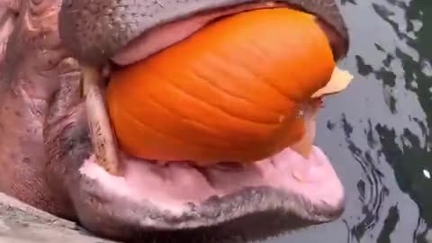 Hippos at the Cincinnati Zoo getting some pumpkin snacks.