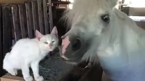 You Laugh You Lose 🤣 Funniest Cats